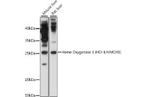 Western blot analysis of extracts of various cell lines, using Heme Oxygenase 1 (HO-1/HMOX1) antibody (ABIN6131782, ABIN6141882 and ABIN7101395) at 1:1000 dilution. (HMOX1 antibody)
