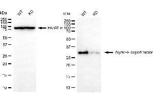 Western blotting analysis using Aly/REF export factor antibody (ABIN7800546). (Recombinant THO Complex 4 antibody)