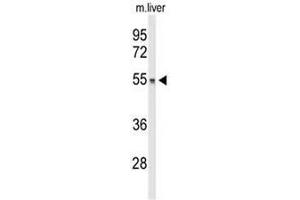 Western blot analysis of DGCR2 Antibody (Center) in mouse liver tissue lysates (35µg/lane). (DGCR2 antibody  (Middle Region))