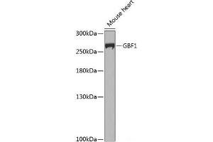 Western blot analysis of extracts of Mouse heart using GBF1 Polyclonal Antibody at dilution of 1:1000. (GBF1 antibody)
