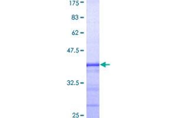 GATA2 Protein (AA 1-102) (GST tag)