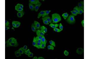 Immunofluorescence staining of HepG2 cells with ABIN7156094 at 1:66, counter-stained with DAPI. (IGKC antibody  (AA 1-107))