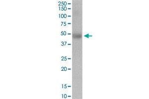 ERCC6L MaxPab rabbit polyclonal antibody. (ERCC6L antibody  (AA 1-419))