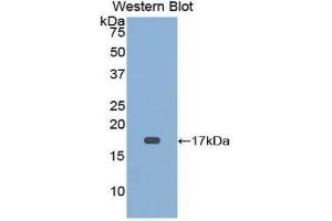 Western Blotting (WB) image for anti-CD59 (CD59) (AA 22-96) antibody (ABIN1174498) (CD59 antibody  (AA 22-96))
