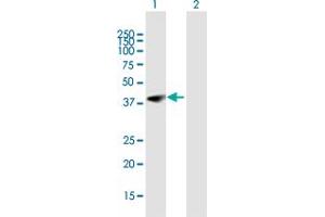 Western Blot analysis of POU6F1 expression in transfected 293T cell line by POU6F1 MaxPab polyclonal antibody. (POU6F1 antibody  (AA 1-301))