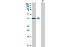 Western Blot analysis of USP46 expression in transfected 293T cell line by USP46 MaxPab polyclonal antibody.