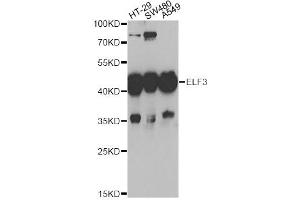 Western blot analysis of extracts of various cell lines, using ELF3 antibody (ABIN5973778) at 1/1000 dilution. (ELF3 antibody)