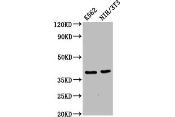 ZNF367 antibody  (AA 83-151)