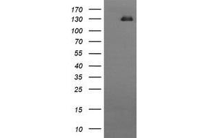 Image no. 1 for anti-CD163 (CD163) antibody (ABIN1497176) (CD163 antibody)