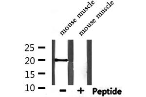 Western blot analysis of extracts from mouse muscle, using SNCG Antibody. (SNCG antibody  (C-Term))