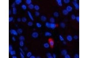 Immunofluorescence analysis of Human stomach tissue using Epsilon Tubulin Monoclonal Antibody at dilution of 1:200. (TUBE1 antibody)