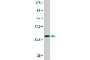 Western Blotting (WB) image for anti-Amyloid beta Precursor Protein (Cytoplasmic Tail) Binding Protein 2 (APPBP2) (AA 486-585) antibody (ABIN523914)