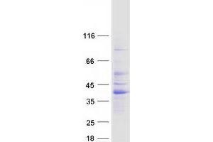 Western Blotting (WB) image for Regulating Synaptic Membrane Exocytosis 3 (RIMS3) protein (Myc-DYKDDDDK Tag) (ABIN2730928)