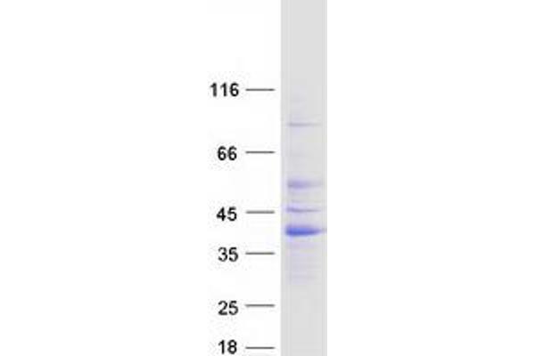 RIMS3 Protein (Myc-DYKDDDDK Tag)