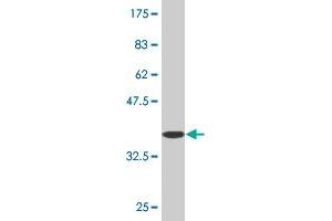 Western Blot detection against Immunogen (36. (GLRA1 antibody  (AA 121-220))
