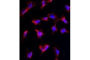 Immunofluorescence (IF) image for anti-Nanos Homolog 1 (NANOS1) antibody (ABIN2997721)