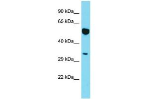 Western Blotting (WB) image for anti-Myosin XIX (MYO19) (N-Term) antibody (ABIN2790823)