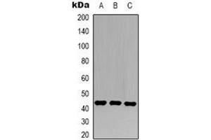 Western blot analysis of c-Jun expression in 293T (A), Hela (B), NIH3T3 (C) whole cell lysates. (C-JUN antibody)