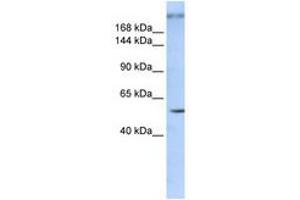 Image no. 1 for anti-Zinc Finger Protein 407 (ZNF407) (AA 900-949) antibody (ABIN6740328) (ZNF407 antibody  (AA 900-949))
