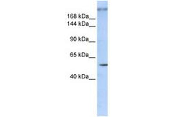 ZNF407 antibody  (AA 900-949)