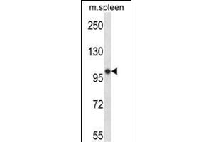 POLR3B Antibody (N-term) (ABIN657740 and ABIN2846724) western blot analysis in mouse spleen tissue lysates (35 μg/lane). (POLR3B antibody  (N-Term))