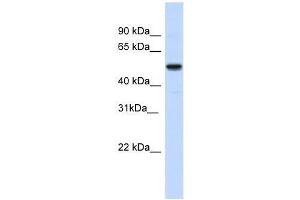IRX3 antibody used at 0. (IRX3 antibody  (N-Term))