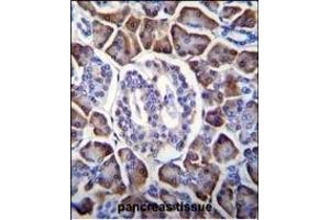 GDPD1 Antibody (N-term) (ABIN655369 and ABIN2844926) immunohistochemistry analysis in formalin fixed and paraffin embedded human pancreas tissue followed by peroxidase conjugation of the secondary antibody and DAB staining. (GDPD1 antibody  (N-Term))