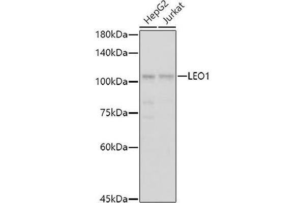 LEO1 antibody