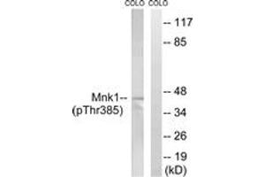 Western blot analysis of extracts from COLO205 cells treated with PMA 125ng/ml 30', using Mnk1 (Phospho-Thr385) Antibody. (MKNK1 antibody  (pThr385))