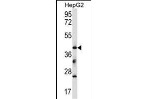 Mouse Bckdk Antibody (Center) (ABIN657720 and ABIN2846707) western blot analysis in HepG2 cell line lysates (35 μg/lane). (BCKDK antibody  (AA 159-188))