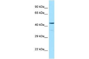 Western Blotting (WB) image for anti-Hypocretin (Orexin) Receptor 1 (HCRTR1) (C-Term) antibody (ABIN970862) (HCRTR1 antibody  (C-Term))