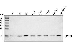 Western blot analysis of RPS25 using anti-RPS25 antibody (ABIN7601567). (RPS25 antibody  (AA 39-125))