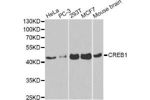Western blot analysis of extracts of various cell lines, using CREB1 antibody. (CREB1 antibody)
