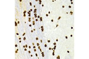 Immunohistochemistry of paraffin-embedded Rat brain using H3K27me2 antibody at dilution of 1:100 (x400 lens). (Histone 3 antibody  (H3K27me))