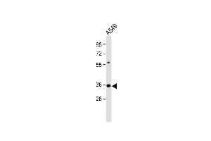 Anti-CASP5 Antibody (Center) at 1:2000 dilution + A549 whole cell lysate Lysates/proteins at 20 μg per lane. (CASP5 antibody  (AA 162-191))