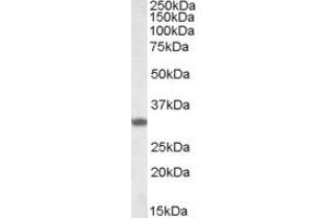 Western Blotting (WB) image for anti-Four and A Half LIM Domains 3 (FHL3) (AA 160-172) antibody (ABIN490529) (FHL3 antibody  (AA 160-172))