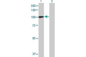 Western Blot analysis of UBA7 expression in transfected 293T cell line by UBA7 MaxPab polyclonal antibody. (UBA7 antibody  (AA 1-1012))