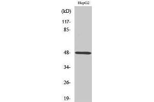 Western Blotting (WB) image for anti-Purinergic Receptor P2Y, G-Protein Coupled, 11 (P2RY11) (Internal Region) antibody (ABIN3186250) (P2RY11 antibody  (Internal Region))
