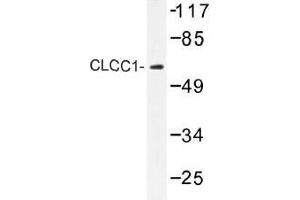 Image no. 1 for anti-Chloride Channel CLIC-Like 1 (CLCC1) antibody (ABIN317902) (CLCC1 antibody)