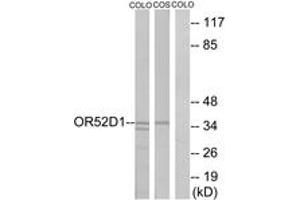 Western blot analysis of extracts from COLO/COS7 cells, using OR52D1 Antibody. (OR52D1 antibody  (AA 269-318))