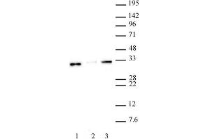 Histone H1. (Histone H1 antibody  (N-Term))