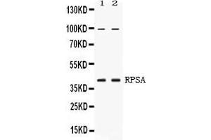 Western blot analysis of RPSA expression in HELA whole cell lysates ( Lane 1) and U2OS whole cell lysates ( Lane 2). (RPSA/Laminin Receptor antibody  (AA 2-138))