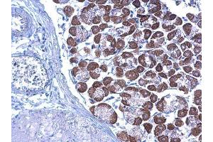 IHC-P Image LETM1 antibody detects LETM1 protein at cytoplasm on mouse stomach by immunohistochemical analysis. (LETM1 antibody  (C-Term))