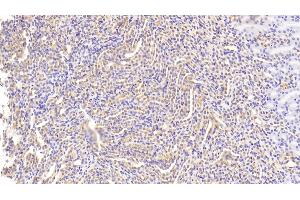 Immunohistochemistry (IHC) image for anti-CD33 (CD33) (AA 18-240) antibody (ABIN7440323)