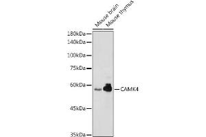 Western blot analysis of extracts of various cell lines, using C antibody (ABIN6130035, ABIN6137891, ABIN6137892 and ABIN6220925) at 1:1000 dilution. (CAMK4 antibody  (AA 304-473))