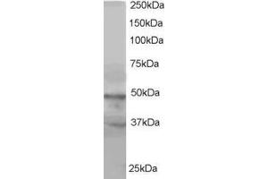 ABIN185217 staining (1µg/ml) of HeLa lysate (RIPA buffer, 35µg total protein per lane). (BAF53A and BAF53B (C-Term) antibody)