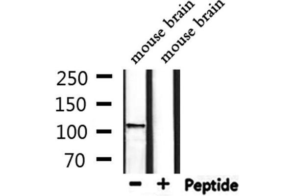 CACNA2D4 antibody  (Internal Region)