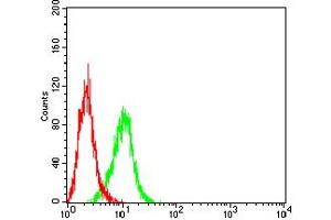 Flow cytometric analysis of A431 cells using KRT13 mouse mAb (green) and negative control (red). (Cytokeratin 13 antibody  (AA 104-458))