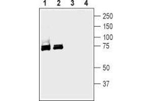 Western blot analysis of rat (lanes 1 and 3) and mouse (lanes 2 and 4) brain membranes: - 1,2. (SLC5A1 antibody  (Extracellular, N-Term))