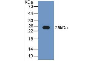 Western blot analysis of recombinant Human PEBP1. (PEBP1 antibody  (AA 2-187))